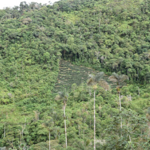 Bolivia Microlot: Jacinto Titirico - Organic Practices - Dark Roast or Espresso