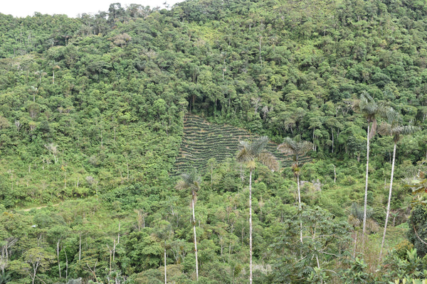 Bolivia Microlot: Jacinto Titirico - Organic Practices - Dark Roast or Espresso
