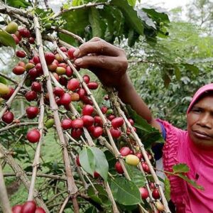 Organic Uganda Sipi Falls - Medium or Dark Roast